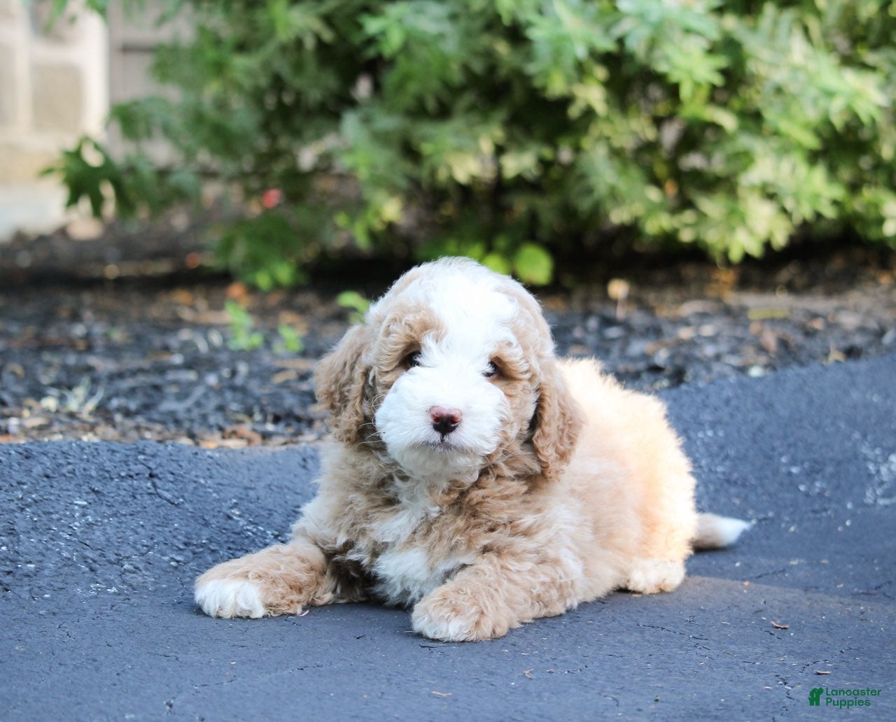 Mini Bernedoodle dogs Mini Bernedoodle Puppy 3 - Ad 2