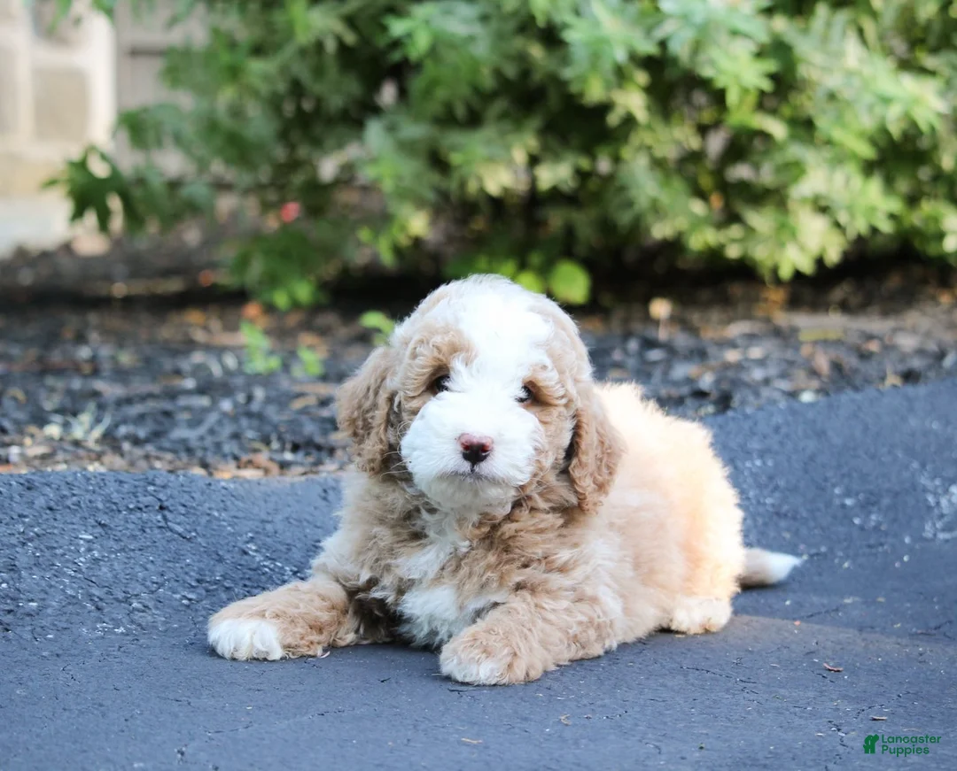 Mini Bernedoodle dogs for sale: Mini Bernedoodle Puppy 3 - Ad 2