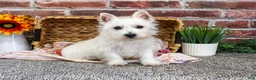 West Highland Terrier dogs for sale: Ophelia - Ad 5