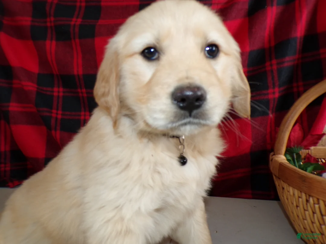 Golden Retriever dogs for sale: Golden Retriever Puppy 10 Star - Ad 3