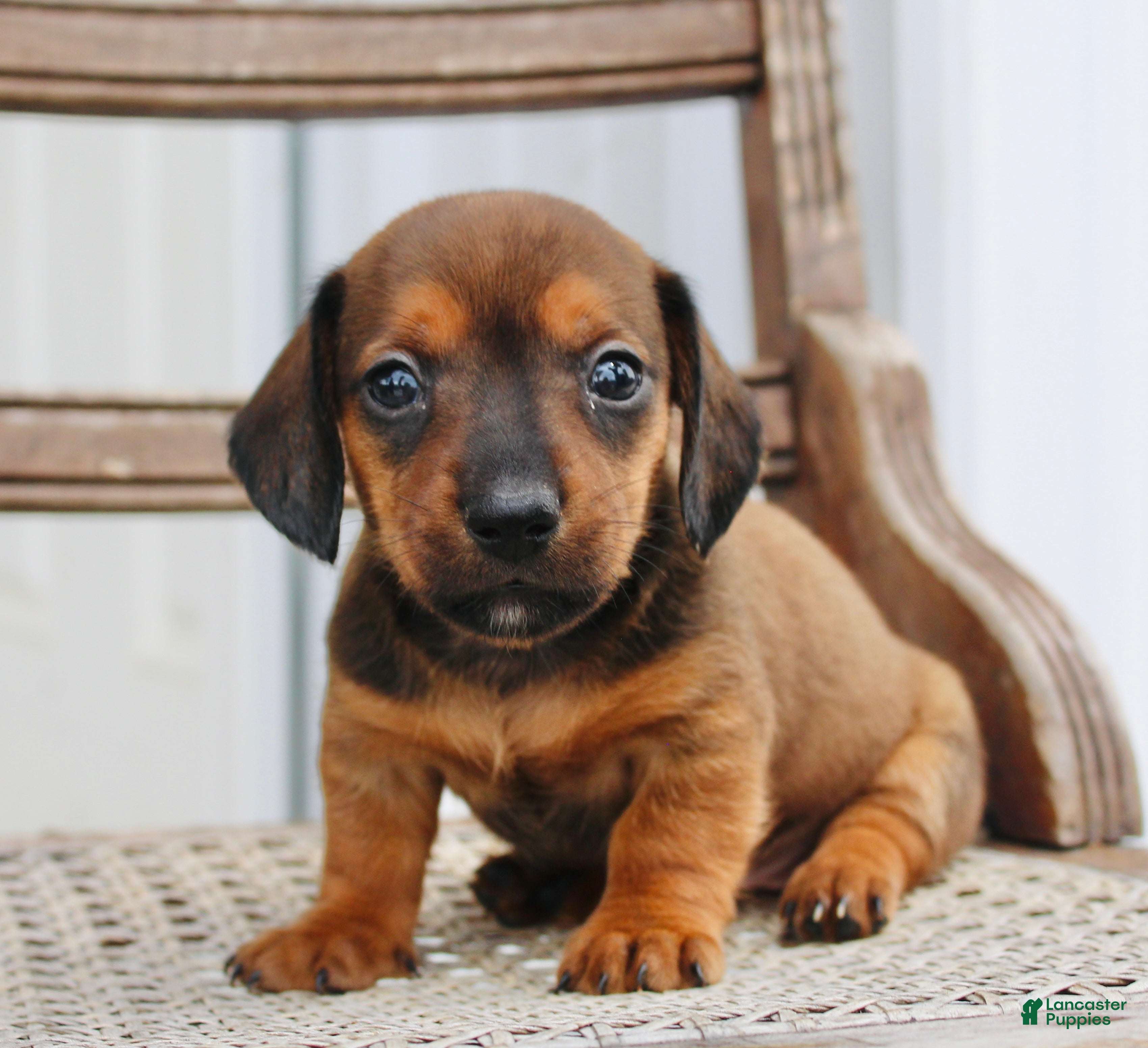 Miniature Dachshund dogs Ana - Ad 2