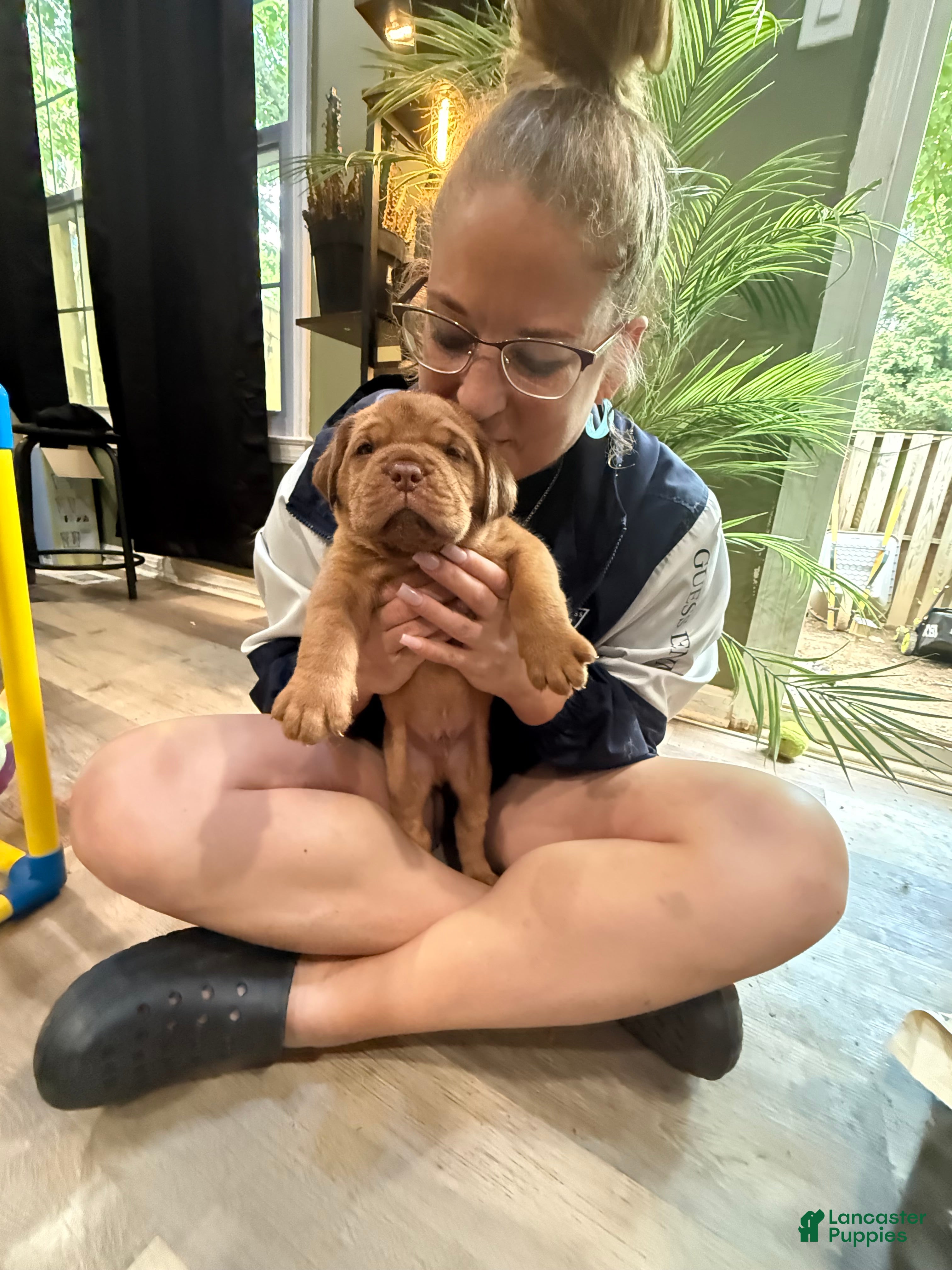Dogue De Bordeaux dogs Dogue De Bordeaux Puppy 1 - Ad 1