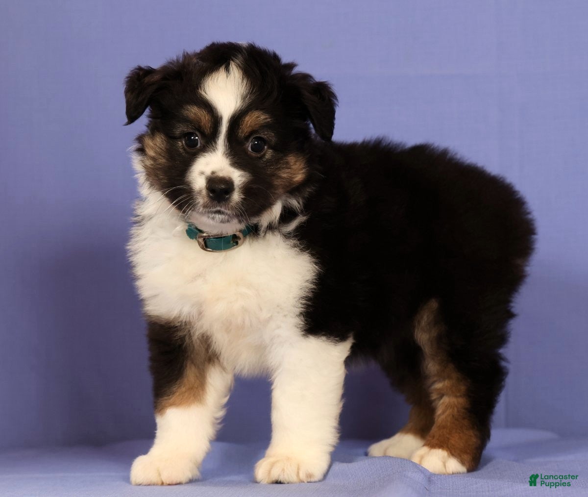 Miniature Australian Shepherd dogs Kari - Ad 1