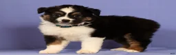 Miniature Australian Shepherd dogs for sale: Kari - Ad 1