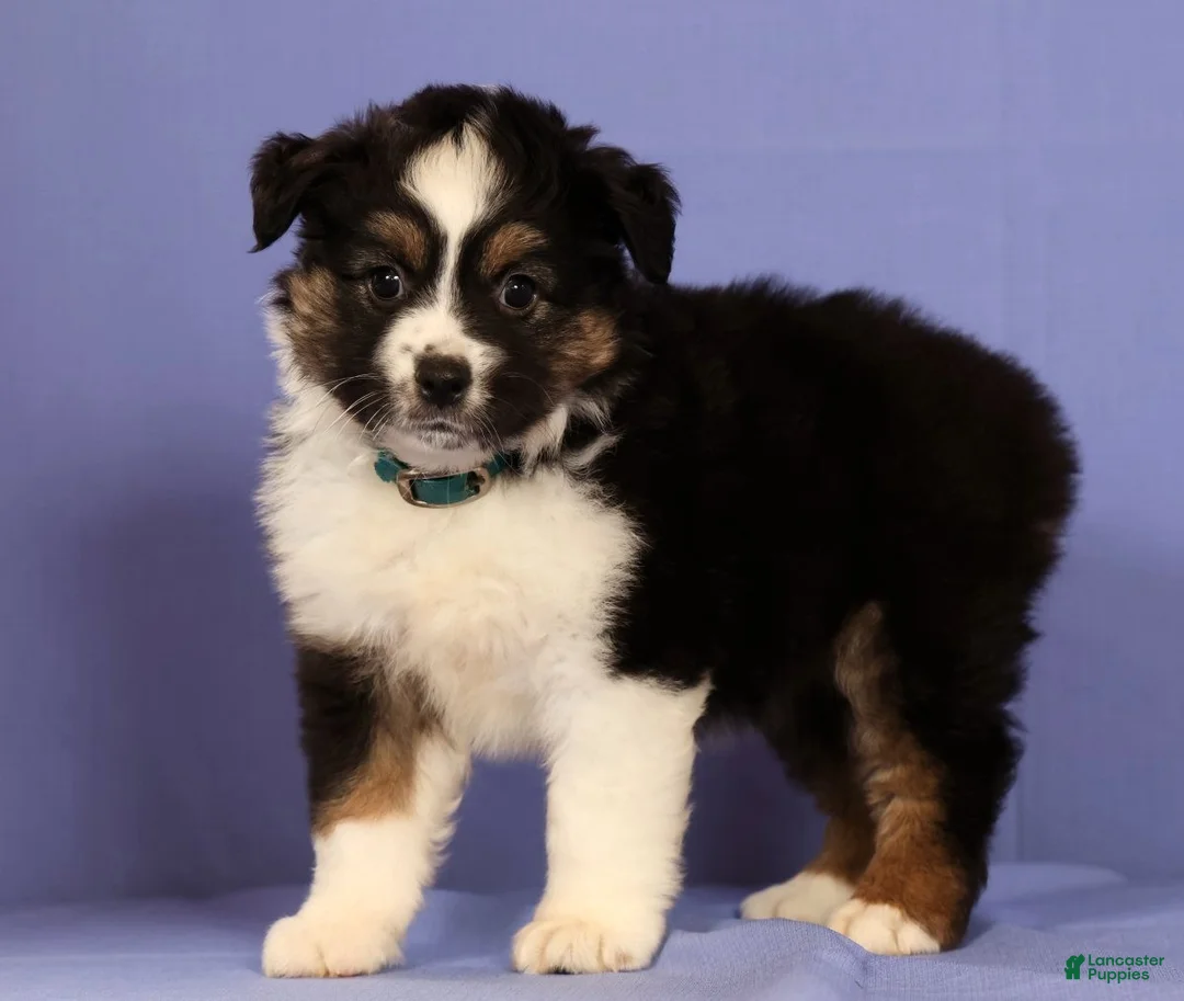 Miniature Australian Shepherd dogs for sale: Kari - Ad 1