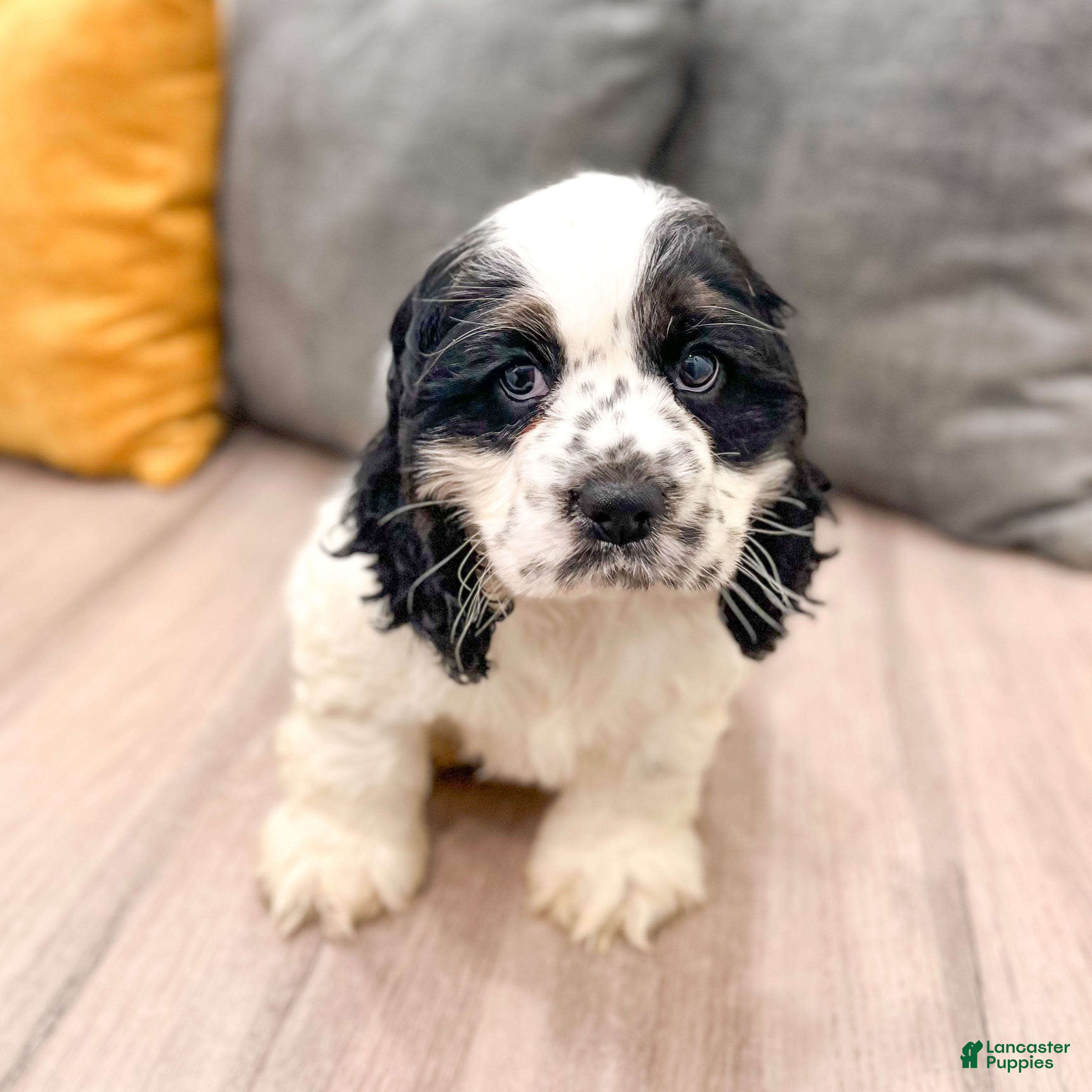 Cocker Spaniel dogs Emmet - Ad 1