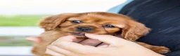 Cavalier King Charles Spaniel dogs for sale: Porky - Ad 7