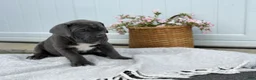 Cane Corso dogs for sale: Baron - Ad 15