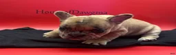 French Bulldog dogs for sale: Isadora  - Ad 3