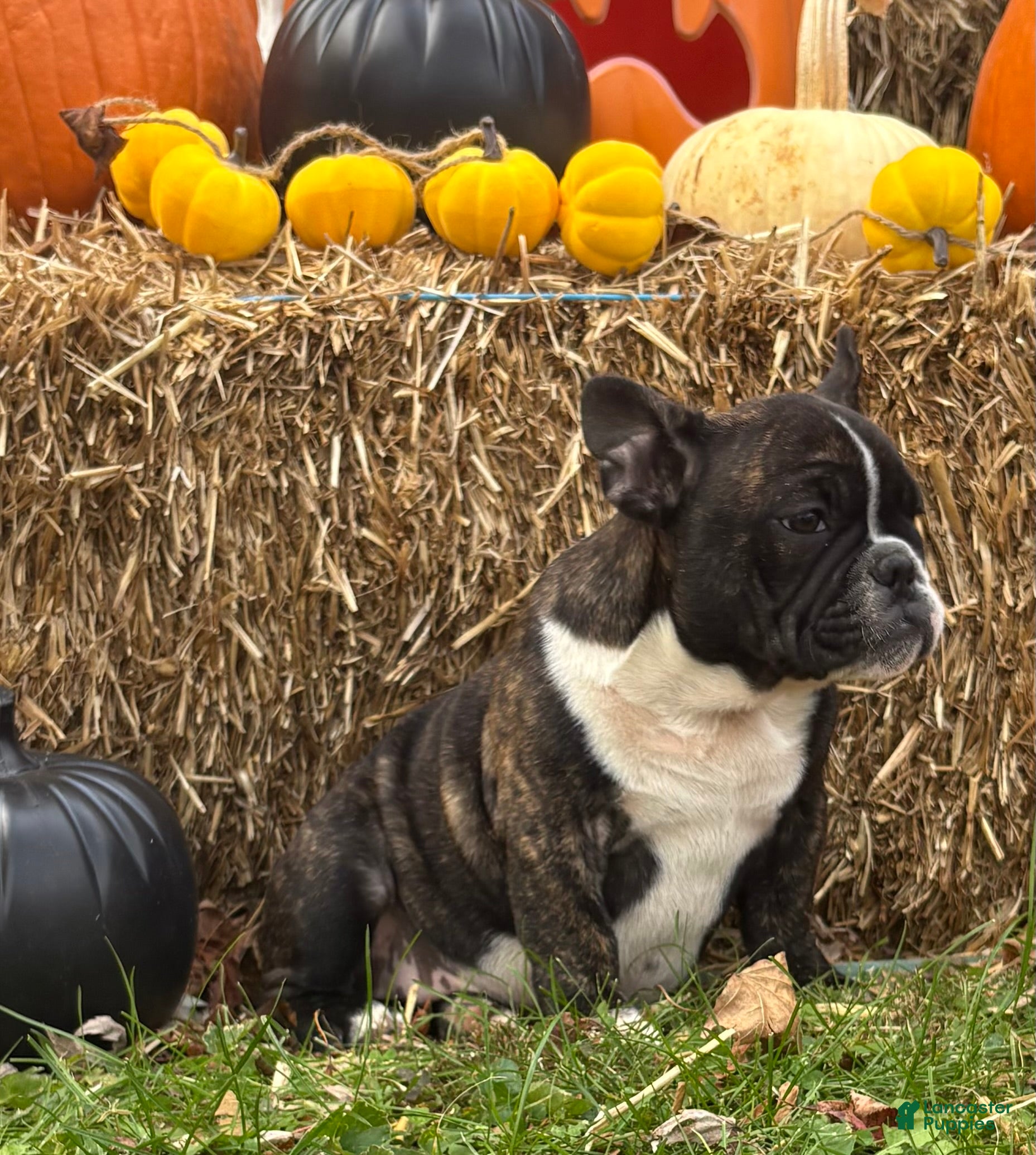 French Bulldog dogs Cece  - Ad 1