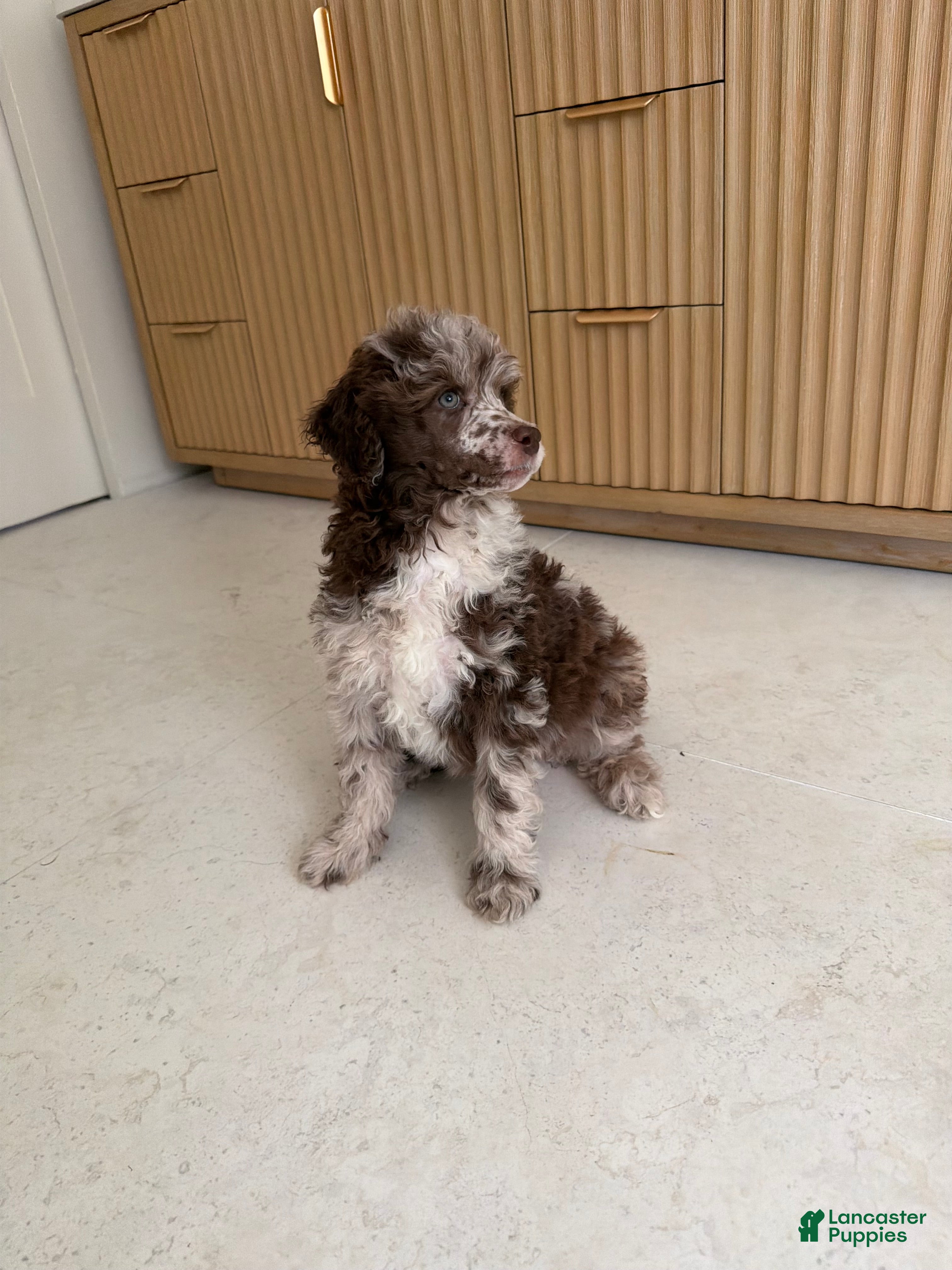 Miniature Poodle dogs Starling  - Ad 1