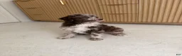 Miniature Poodle dogs for sale: Starling  - Ad 1