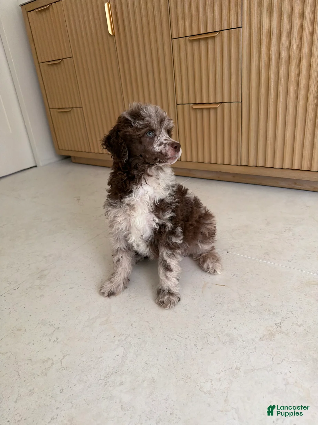 Miniature Poodle dogs for sale: Starling  - Ad 1