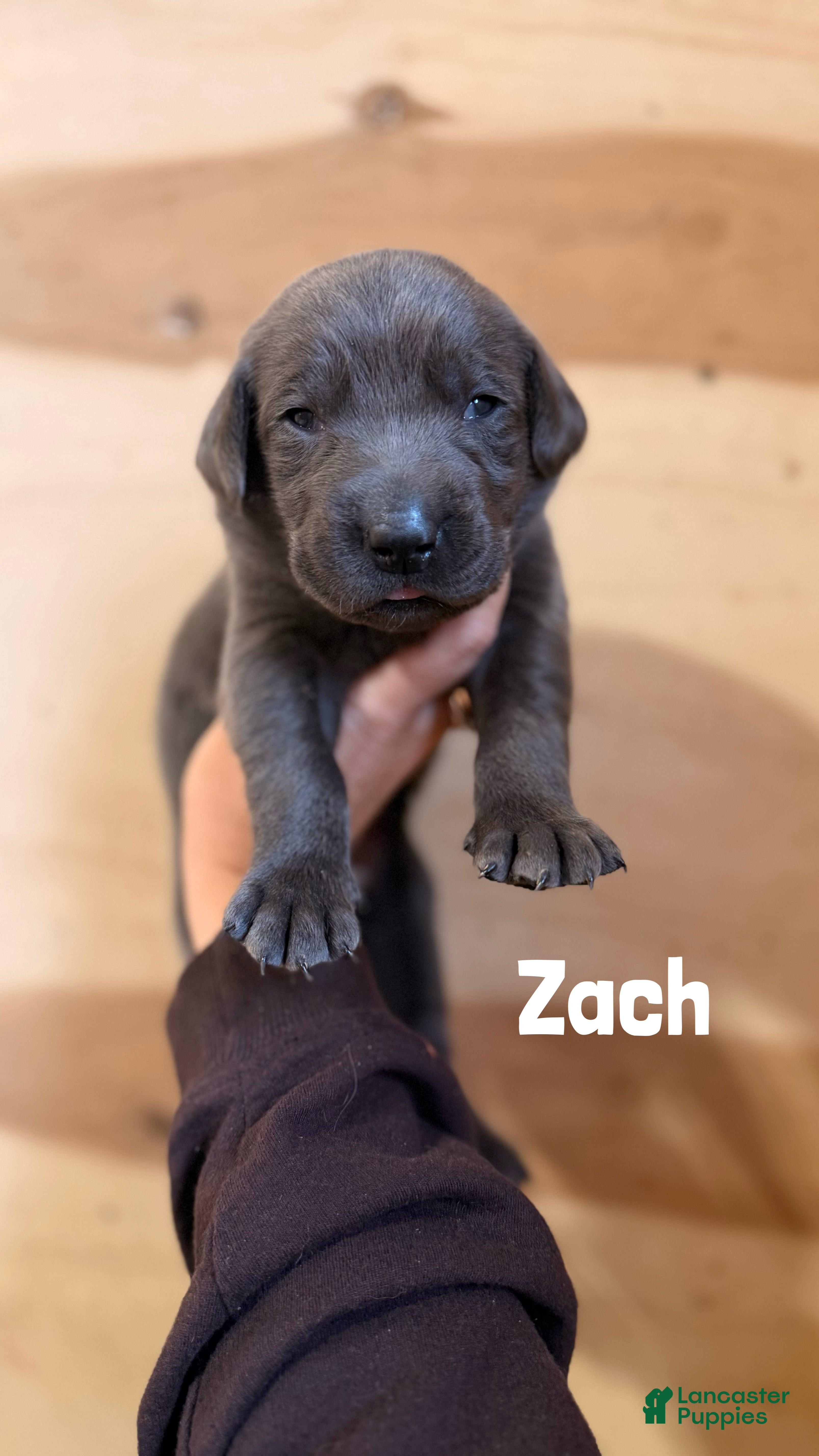Labrador Retriever dogs Zach - Ad 35