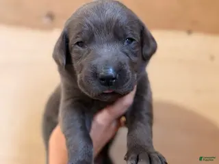 Labrador Retriever dogs Zach - Ad 35