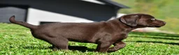 Labrador Retriever dogs for sale: Choco - Ad 11