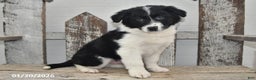 Border Collie dogs for sale: Sarge - Ad 5