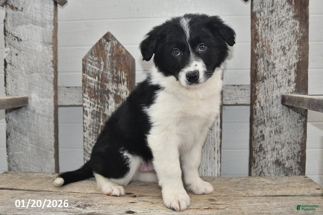 Border Collie dogs for sale: Sarge - Ad 5
