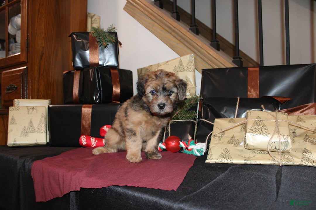 Whoodle dogs for sale: Lester - Ad 2