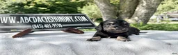 Miniature Dachshund dogs for sale: Russian cream points - Ad 9