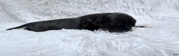 Great Dane dogs for sale: Bourbon - Ad 3