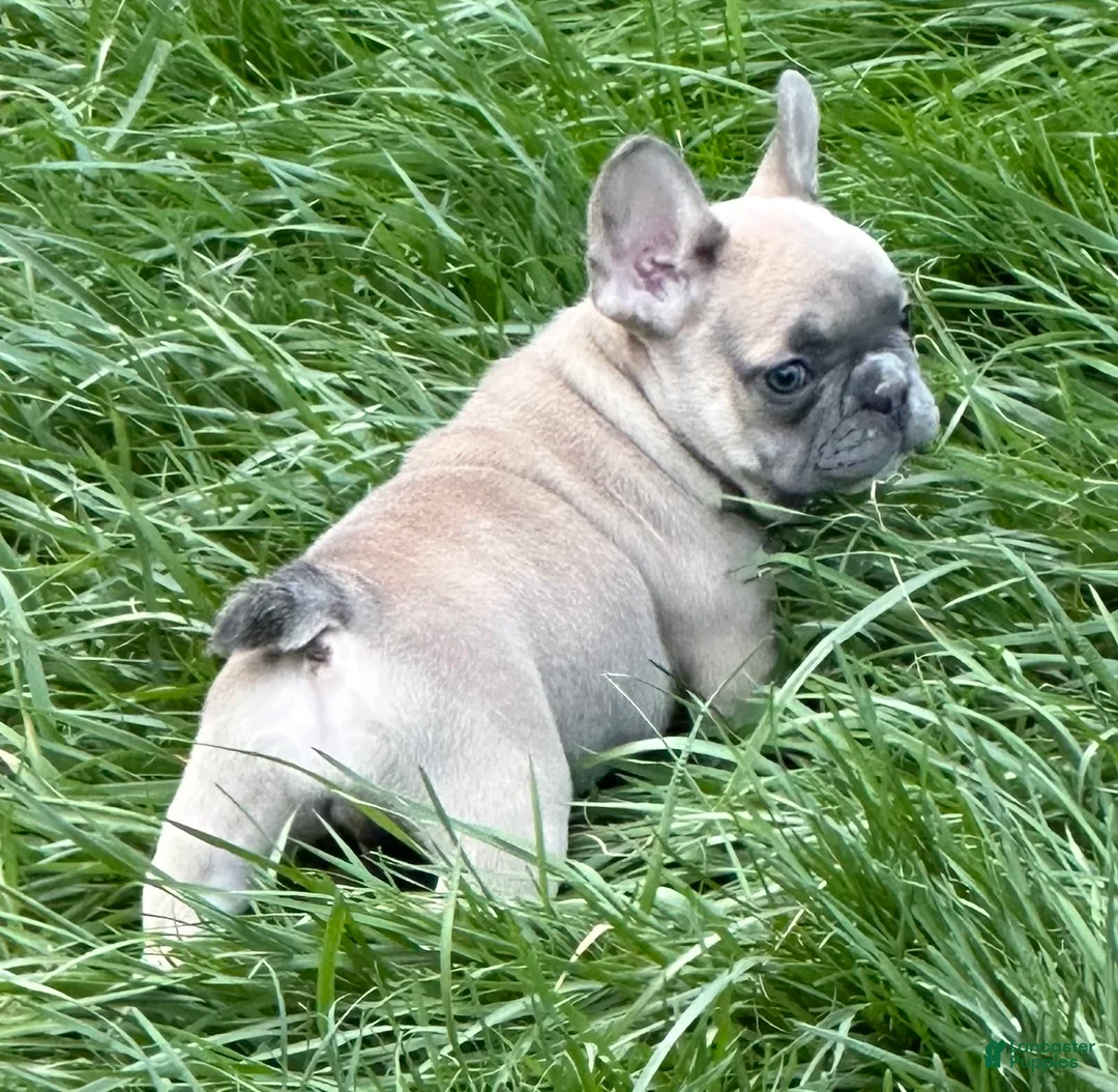 French Bulldog dogs for sale: French Bulldog Puppy 4 - Ad 2