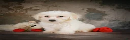 Bichon Frise dogs for sale: Bichon Frise 2 - Ad 3