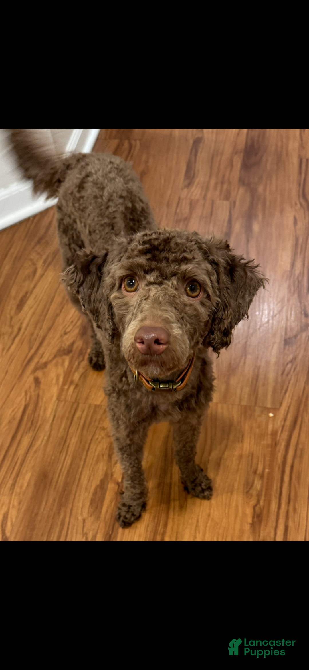 Miniature Poodle dogs for sale: Bodie - Ad 2