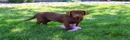 Labrador Retriever dogs for sale: Coco - Ad 5