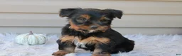 Yorkshire Terrier dogs for sale: Rambo - Ad 7