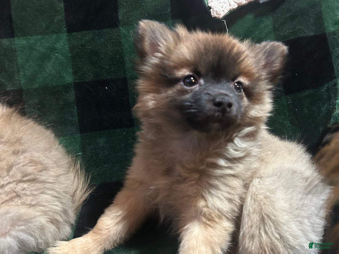 Mixed Breed dogs for sale: Sasha - Ad 5