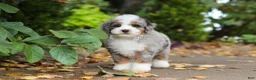 Mini Bernedoodle dogs for sale: Paris - Ad 5