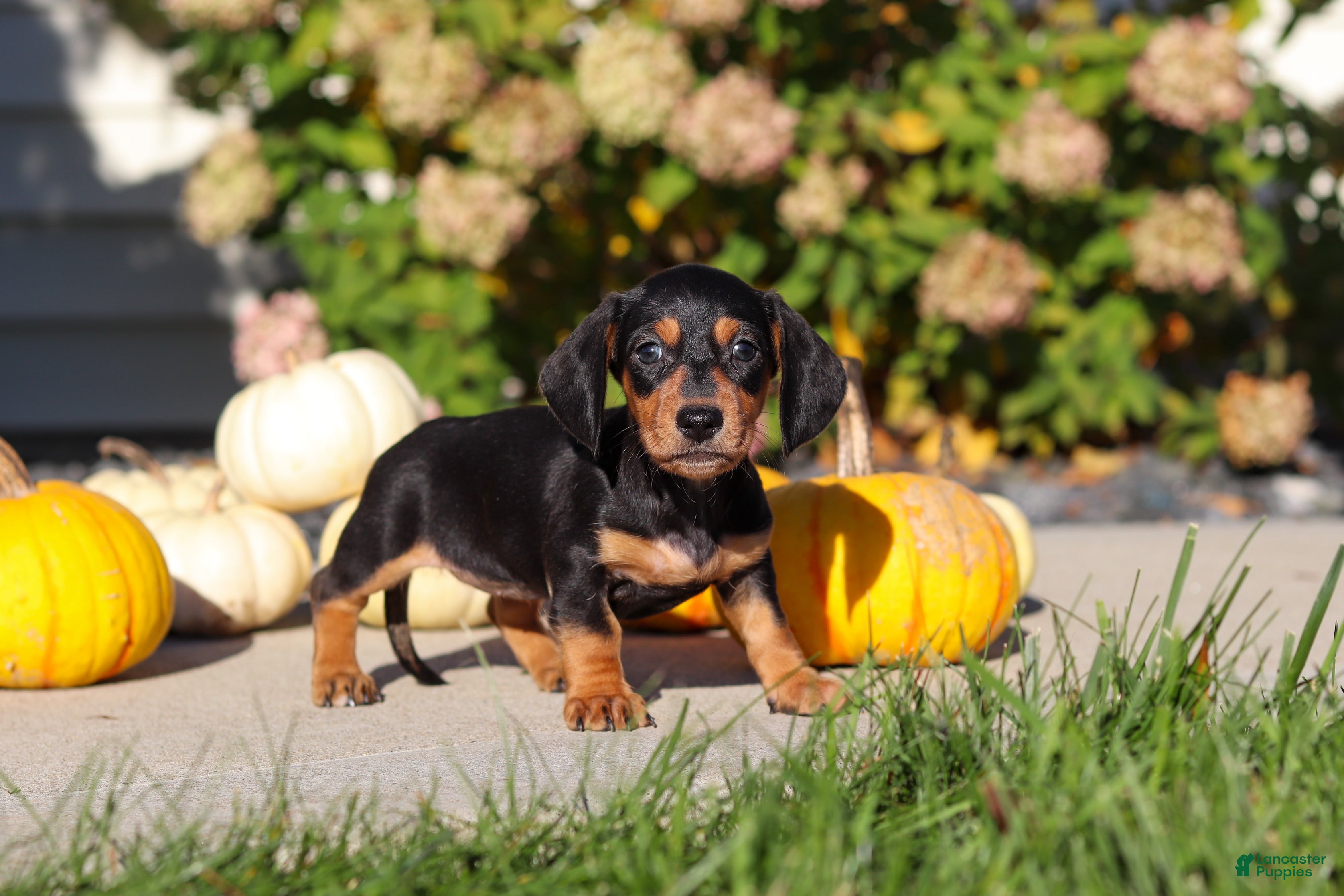 Dachshund dogs Precious - Ad 2