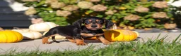 Dachshund dogs for sale: Precious - Ad 2