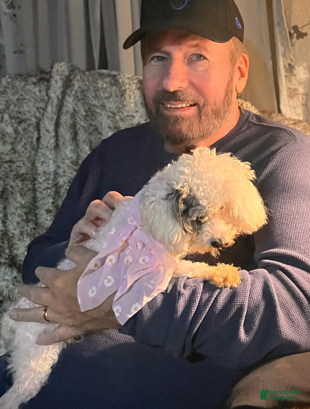 Toy Poodle dogs for sale: ♥️SWEET HAZEL MAE♥️ - Ad 16