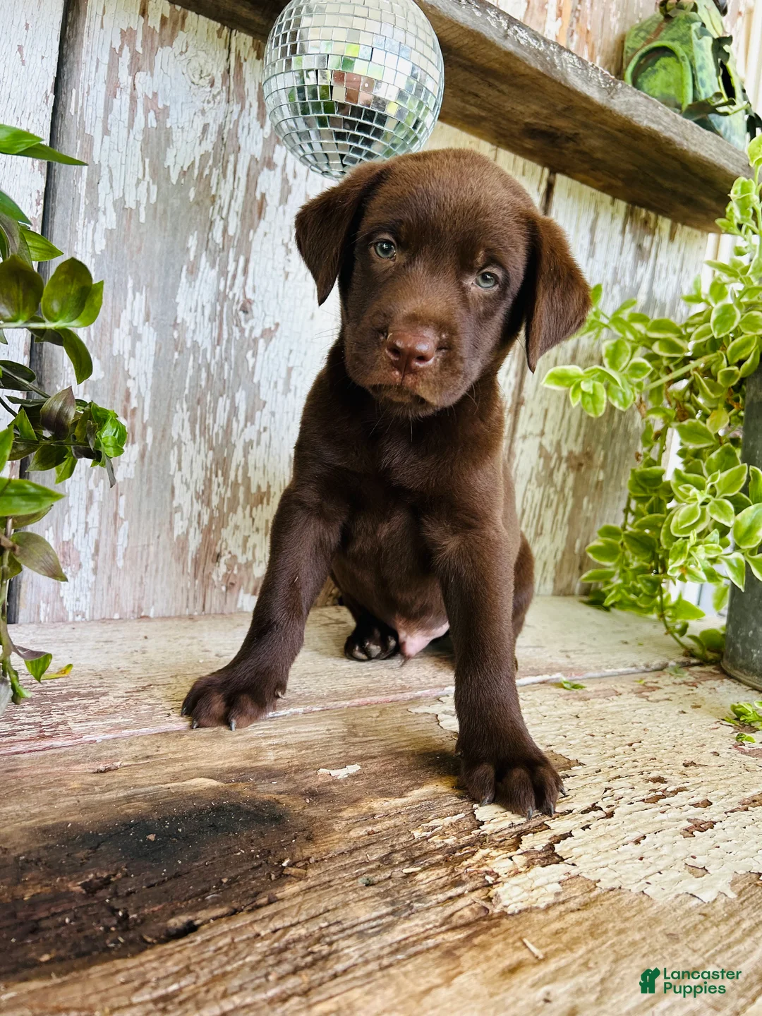 Labrador Retriever dogs for sale: Cooper - Ad 1
