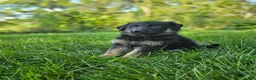 German Shepherd dogs for sale: Jack  - Ad 7