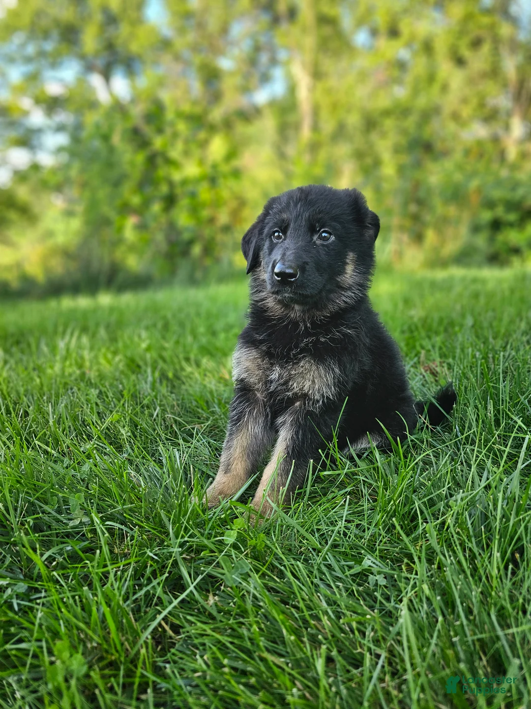German Shepherd dogs for sale: Jack  - Ad 7