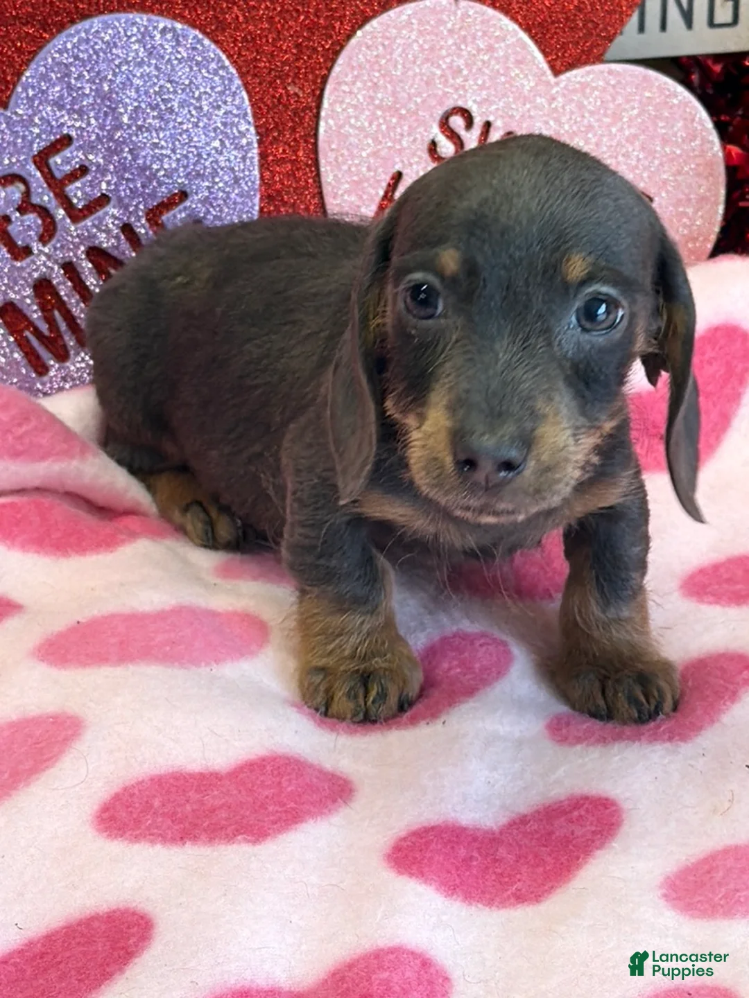 Dachshund dogs for sale: Bluebell - Ad 1