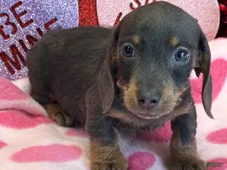Dachshund dogs Bluebell - Ad 38