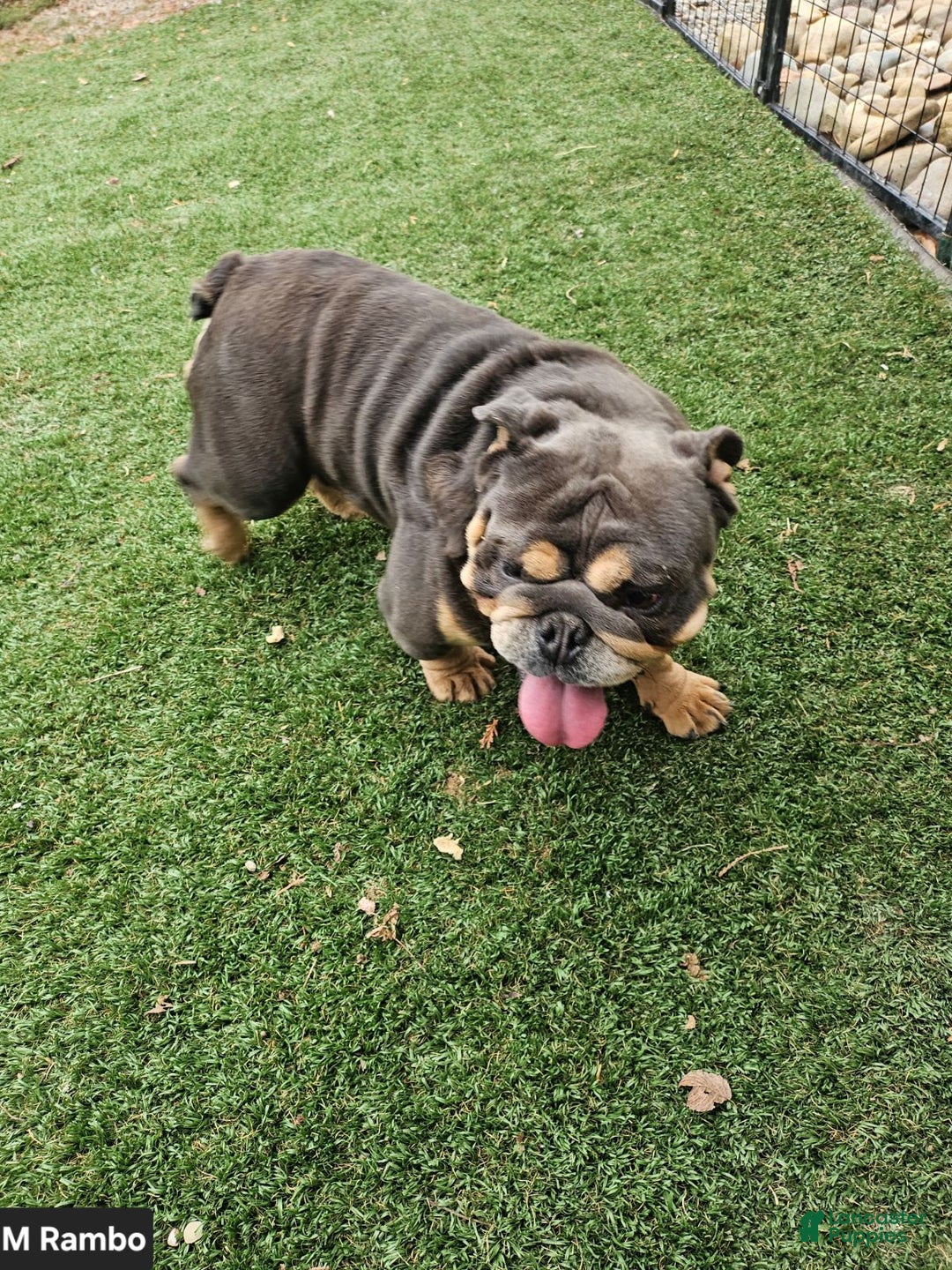 English Bulldog dogs for sale: Berry - Ad 8