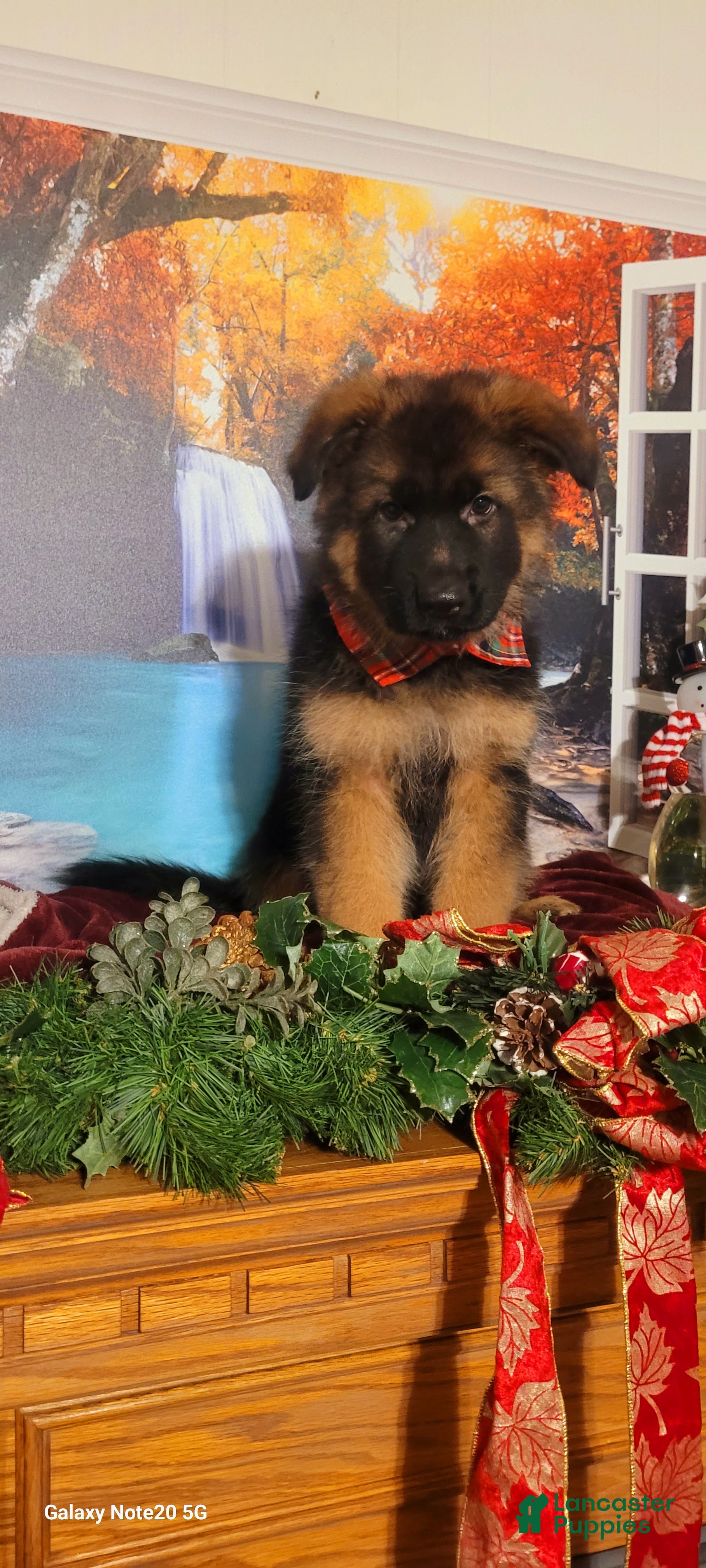 German Shepherd dogs Rudy - Ad 7