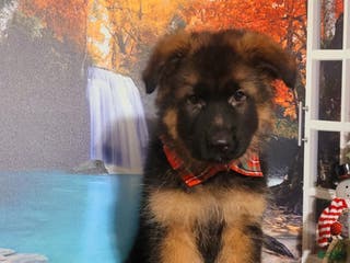 German Shepherd dogs Rudy - Ad 6