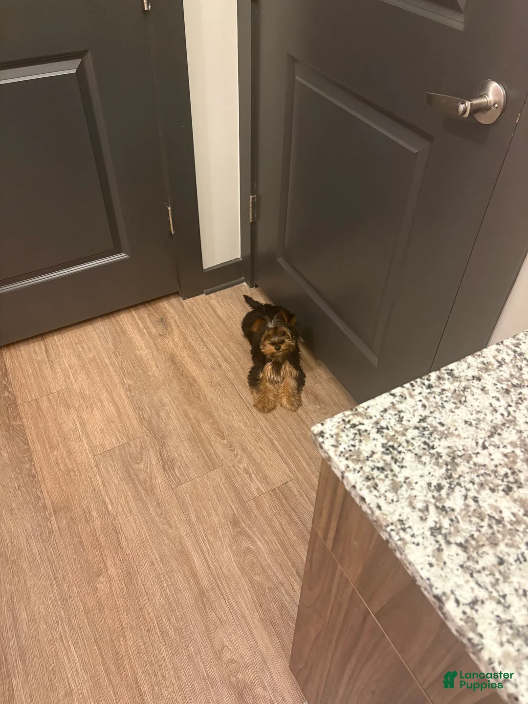 Yorkshire Terrier dogs for sale: Saint  - Ad 2