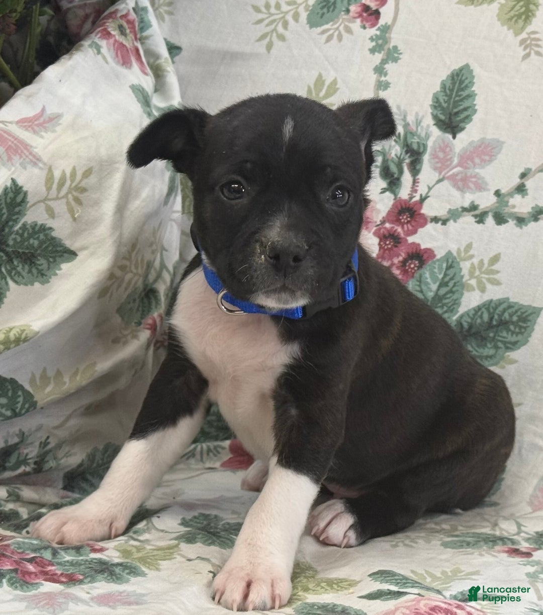 Mixed Breed dogs for sale: Mixed Breed Puppy 1 - Ad 6