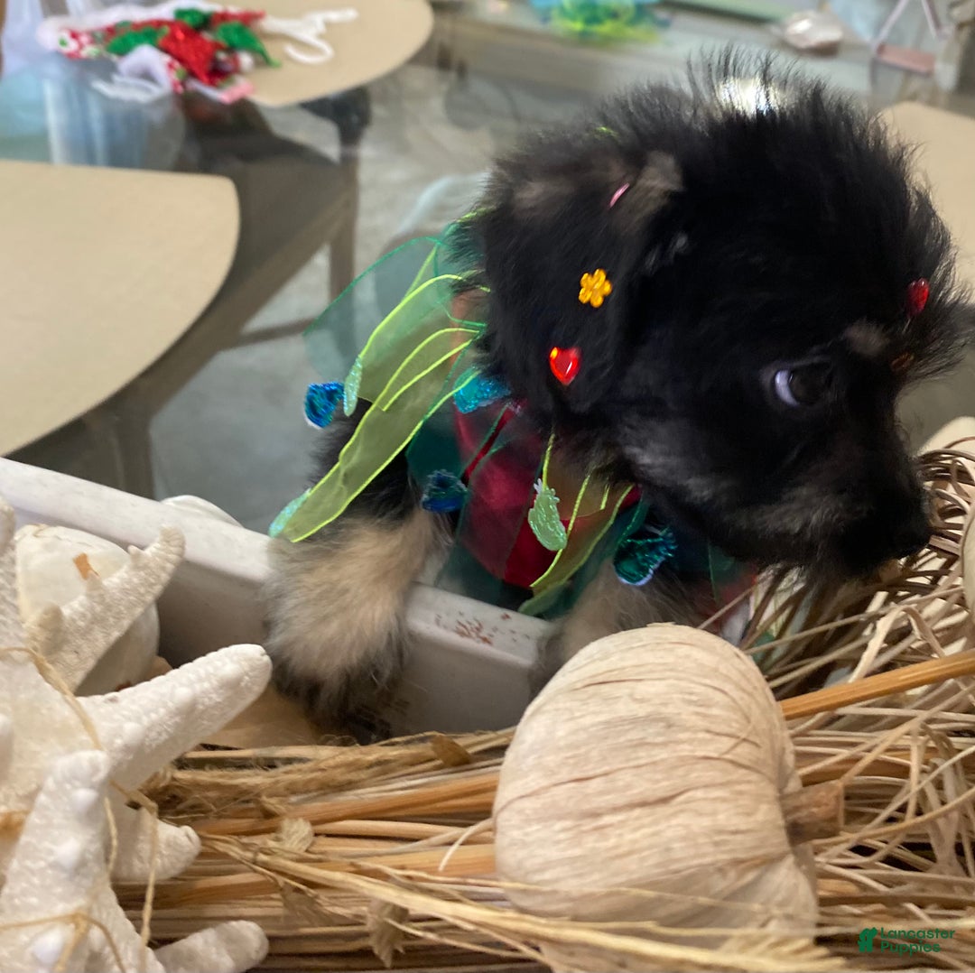 Shorkie dogs for sale: Shorkie Puppy 3 - Ad 19