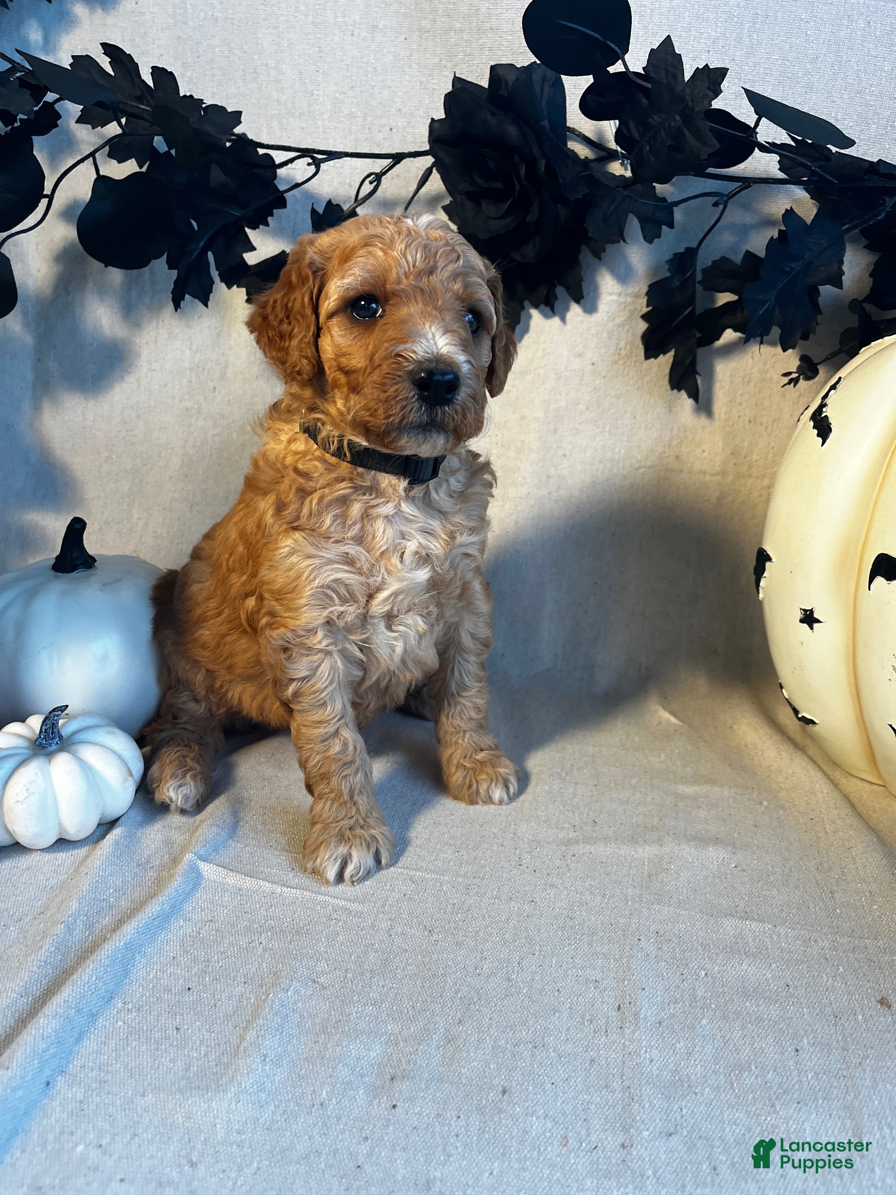 Goldendoodle dogs Black Collar-Toby - Ad 4