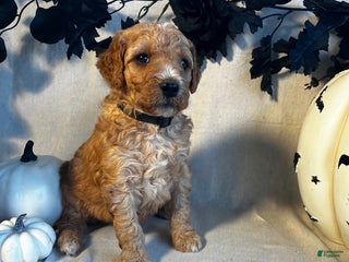 Goldendoodle dogs Black Collar-Toby - Ad 10