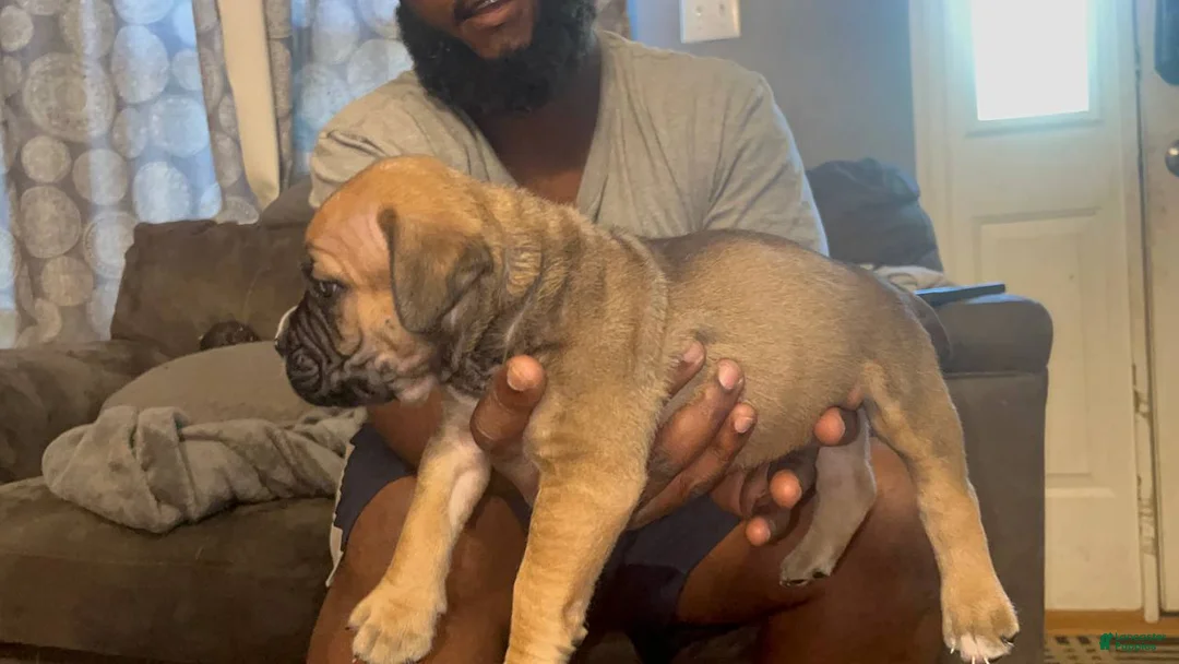 Mixed Breed dogs for sale: Chunk Rock - Ad 2