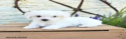 Mixed Breed dogs for sale: Emilia - Ad 5